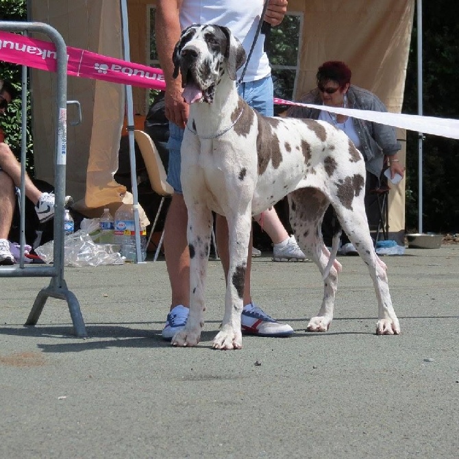 De La Cité Des Géants De Gayant - CHAMIONNAT DE FRANCE 2014 ANGERS