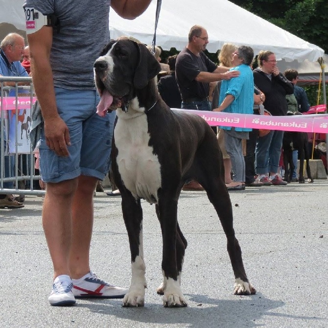 De La Cité Des Géants De Gayant - CHAMPIONNAT DE FRANCE 2014 ANGERS