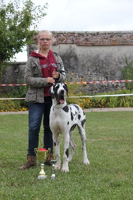 De La Cité Des Géants De Gayant - HOLA MEILLEUR PUPPY DE RACE